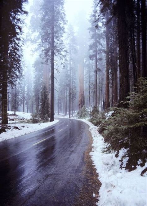 The Road Is Surrounded By Tall Trees And Snow