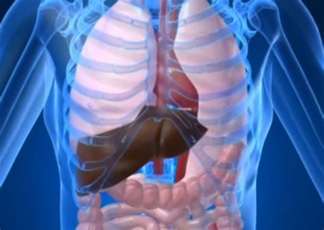 The rib cage protects the organs in the thoracic cavity, assists in respiration, and provides support for the upper extremities. What side is your liver on?
