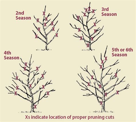 How To Prune An Apple Tree Complete Guide Complete Gardering