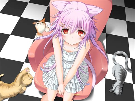 Papel De Parede Ilustração Gato Cabelo Longo Nekomimi Anime Meninas Anime Sentado