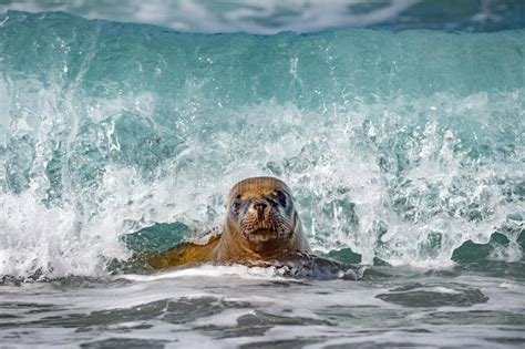 Sea Lion On Foam And Sea Wave Stock Photo Image Of Mammal Male 70577298