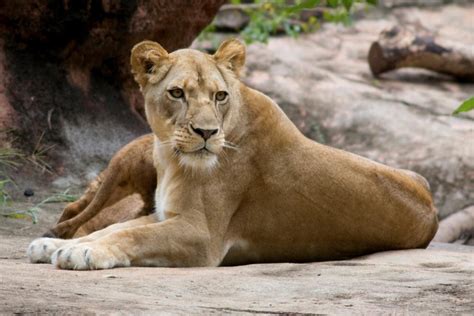 Zoo Atlanta Lioness Gives Birth East Atlanta Ga Patch