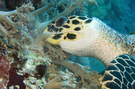 Egypt Red Sea Hawksbill Turtle Eretmochelys Imbricata Eating Soft