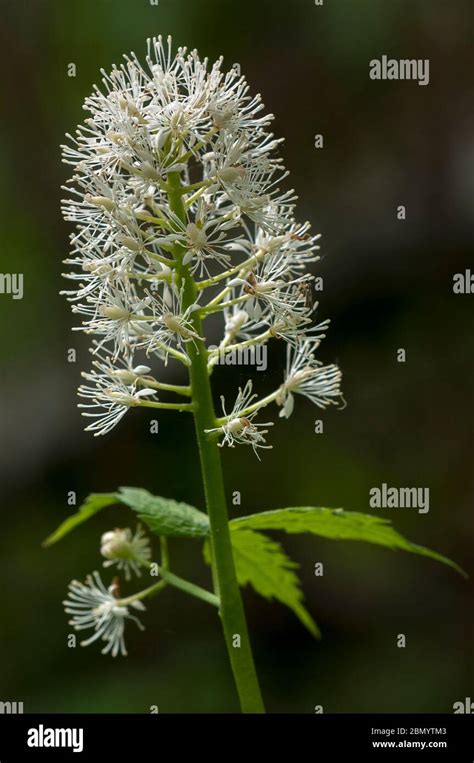 White Baneberry Actaea Pachypoda Stock Photo Alamy