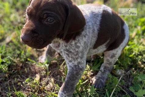 Looking for a german shorthaired pointer puppy or dog in california? Gsp: German Shorthaired Pointer puppy for sale near San Diego, California. | 2438988f-a931