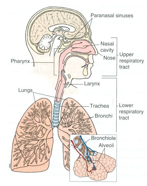 Diagram Of The Respiratory System Human Respiratory System Biology
