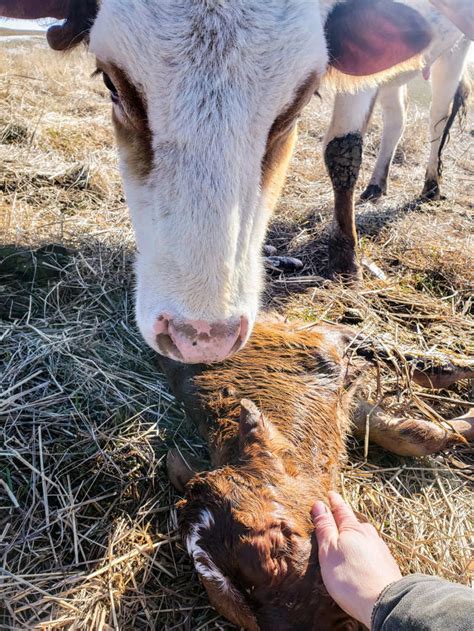 Never Seen A Cow Cry Farmers Realisation Goes Viral