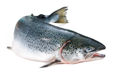 Dry fish & fish products. Genmodifisert laks godkjent som mat i USA | GenØk