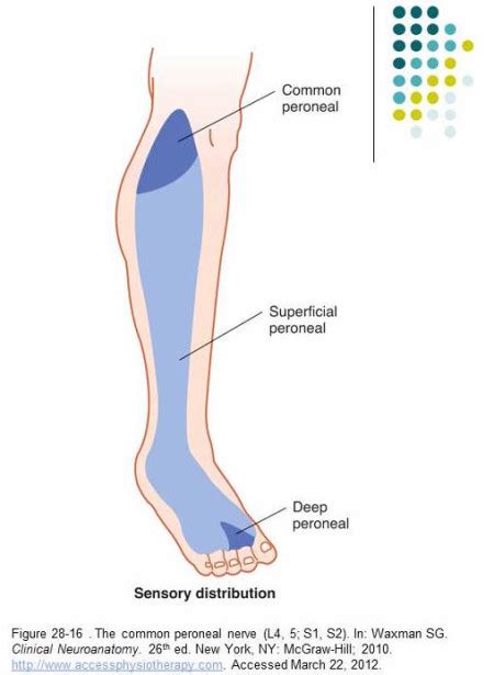 Common Peroneal Nerve Stepwards