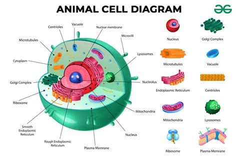 Interesting Facts About Animal Cell And Its Organelles Geeksforgeeks