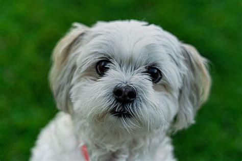 The Best Small Dog Breeds Photos