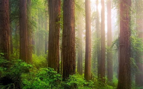 The Redwoods In Northern California Trees Morning Misty Forest Usa