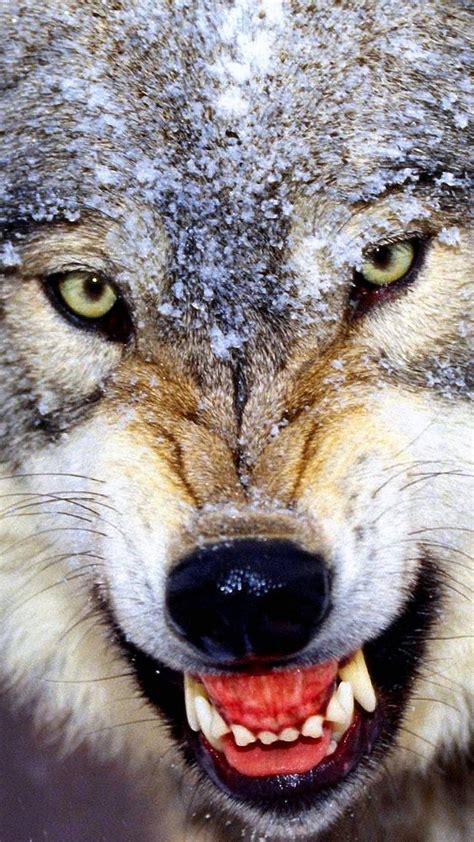 Angry Wolf Hd Wallpapers For Mobile Wolf Background Images