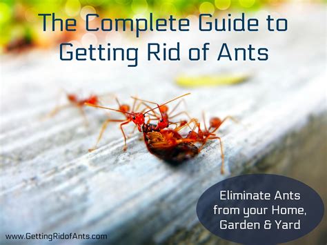How to get rid of ants in the yard. The Complete Guide to Getting Rid of Ants - For Good
