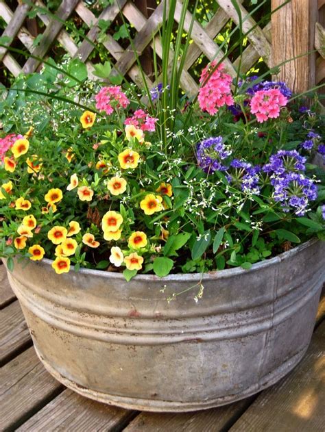 Here you will find shrubs which can be grown in all sorts of climate conditions. flowers in old containers | Flowers For Full Sun Heat ...
