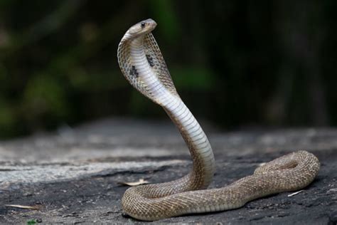 12 Interesting King Cobra Facts For Kids 2023 Things You Should Know