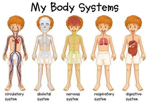 Some organs of the body serve as parts of more than. Download Different System In Human Illustration for free | Body preschool, Human body systems ...
