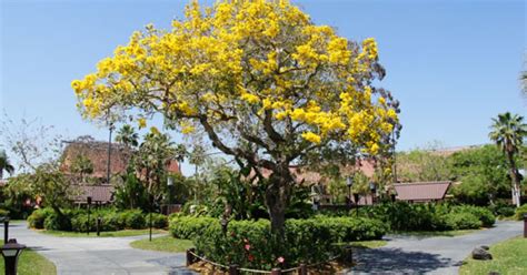 Bright Yellow Flowers Fill South Florida Thanks To Tabebuia Tree Wlrn