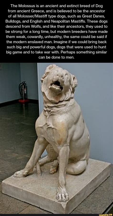 The Molossus Is An Ancient And Extinct Breed Of Dog From Ancient Greece