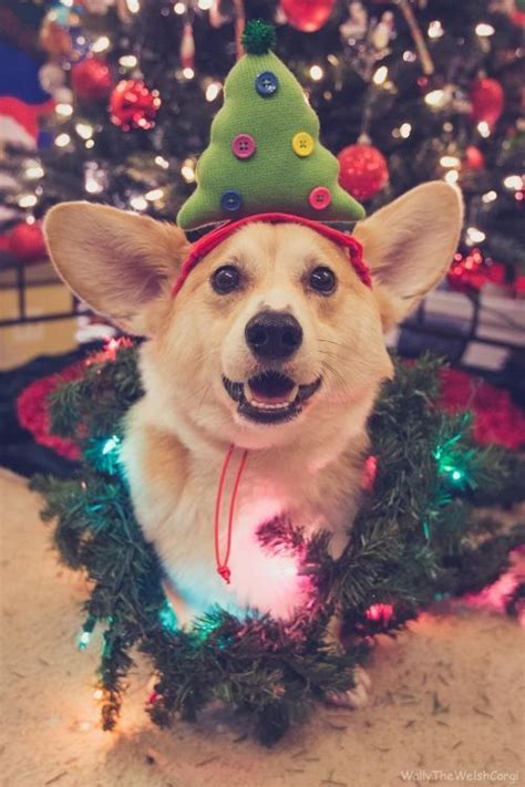 10 Dogs Who Cant Wait To Tear Open Christmas Ts Videos Dogtime