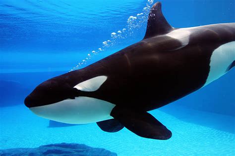 3700 Killer Whale Underwater Stock Photos Pictures And Royalty Free