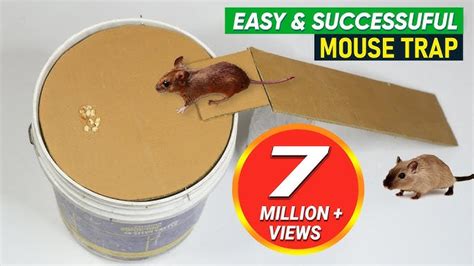 The Best Mice Traps