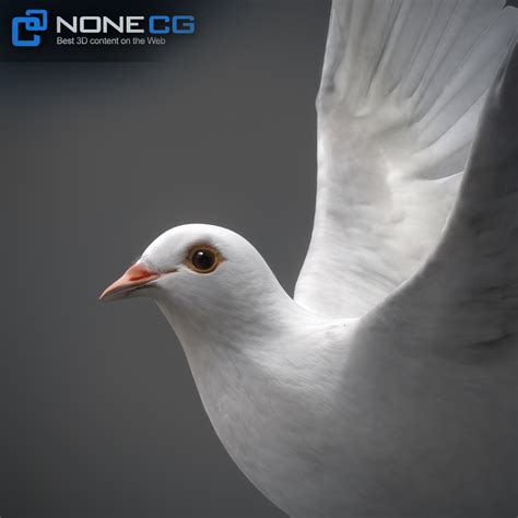 3D Animated White Dove » Download and buy 3D profestionnal models on ...