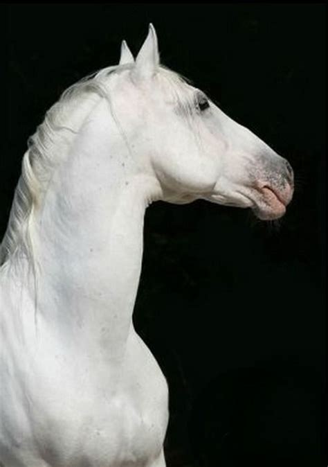 Lipizzaner Stallion Portrait Photo Ilona Kirsch Pretty Horses