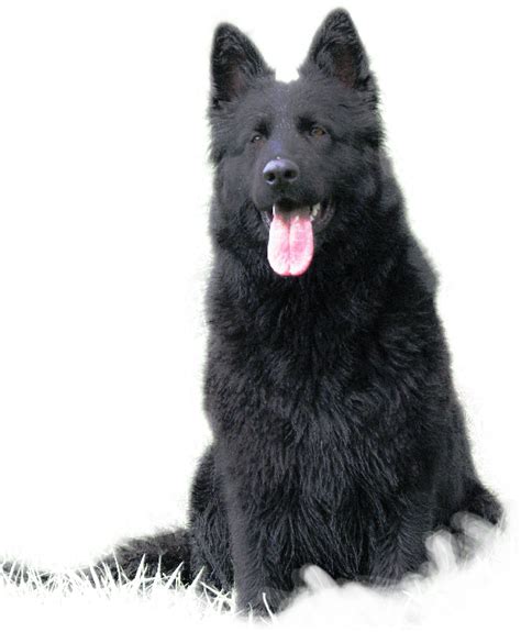 Their individual hairs vary in color, some are darker, some are light, and some are pure. 46 Best Black German Shepherd Pictures