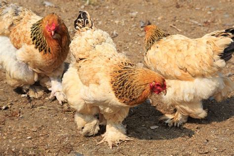 7 Best Feather Footed Chicken Breeds Audrey S Little Farm