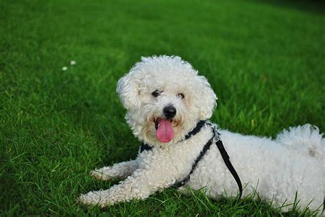 Royalty Free Bichon Frise Pictures Images And Stock Photos Istock