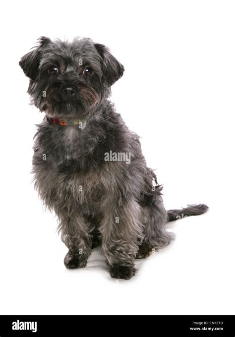 Domestic Dog Yorkiepoo Yorkshire Terrier X Poodle Adult Female