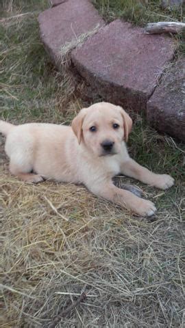 Located in the rolling hills just south of salem, oregon, we specialize in exceptional quality akc registered yellow and black labrador retriever puppies. AKC Yellow Lab Puppies for Sale in Turner, Oregon ...