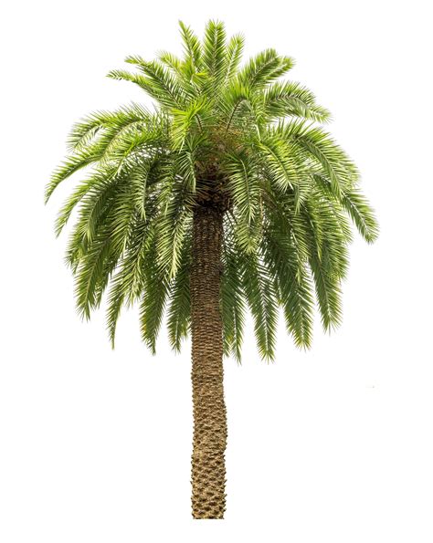 Palm Tree White Background