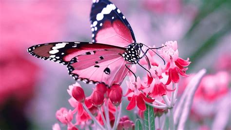 Pink Butterfly Desktop Wallpapers Top Free Pink Butterfly Desktop