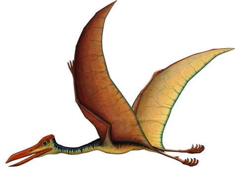 Quetzalcoatlus Facts Etymology Behavior And Adaptation
