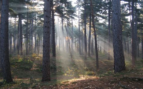 High Definition Wallpaper Of Forest Trail Photo Of The Sun Its Rays