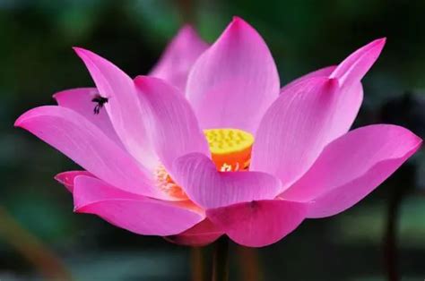 Top 10 Most Exotic Aquatic Flowers In The World Wondersify