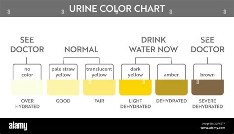 Urine Color Chart Pee Hydration And Dehydration Test Strip Vector