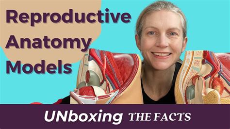 Reproductive Anatomy Models Unboxing And Why I Use Gender Neutral Language Youtube