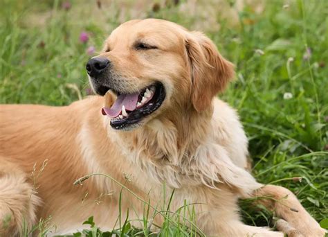 Golden Retriever Cuidados Características Y Comportamiento