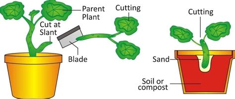 Class 7 Science Reproduction In Plants Notes