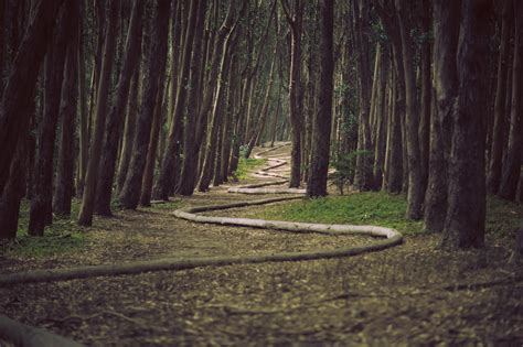 Free Images Landscape Tree Nature Forest Path Pathway Grass
