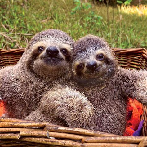 Why We Should Live Our Lives More Like Sloths Do