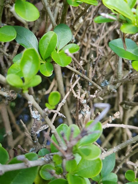 The shiny black berries are most common. Privet hedge problem — BBC Gardeners' World Magazine