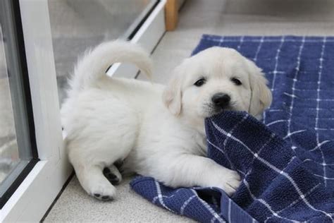 Golden retriever puppies make excellent family pets and we have a wide selection of puppies for you. Golden Retriever Puppies For Sale | Columbia, SC #128389