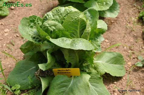 Lechuga Taxonomía Y Descripciones Botánicas Morfológicas Fisiológicas Y Ciclo Biológico