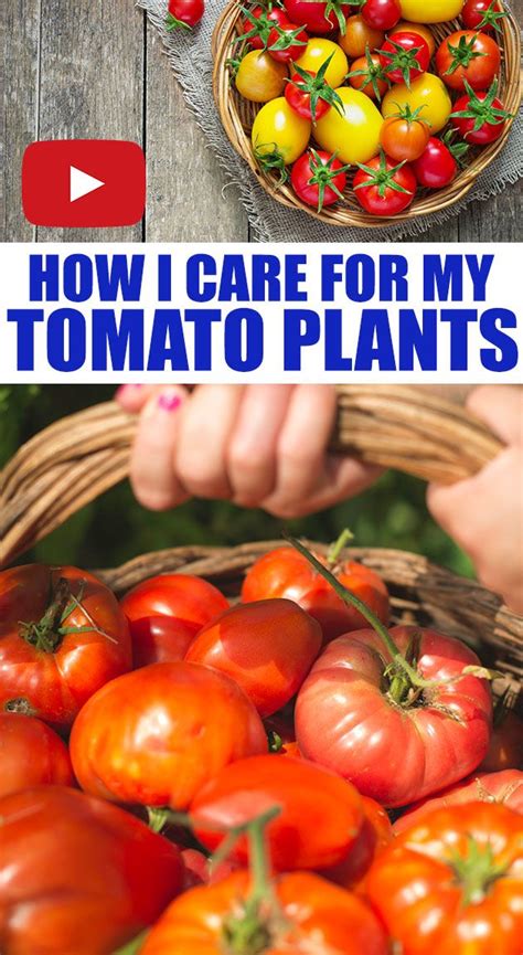 How To Care For Tomato Plants In 2020 Tomato Plant Care Tomato