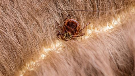 What Do Ticks Look Like On A Cat Cat Meme Stock Pictures And Photos