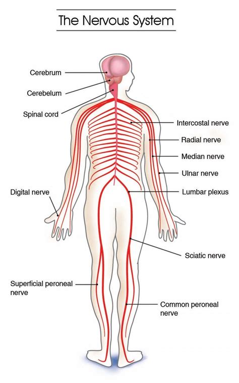 As with other higher vertebrates, the human nervous system has two main parts: Muscular System Diagram Labeled For Kids | Nervous system ...